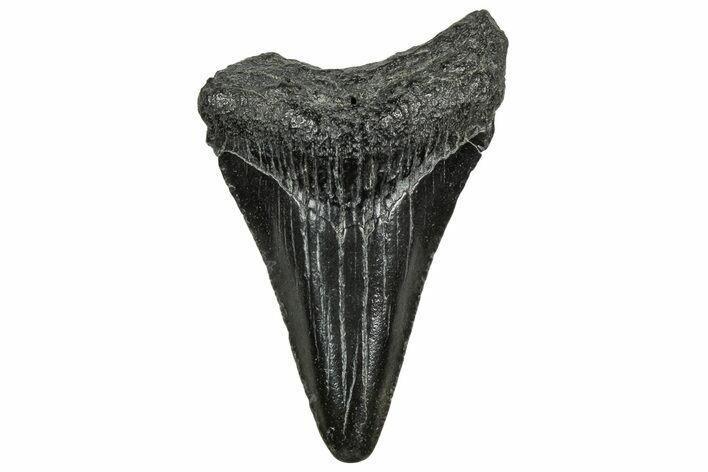 Juvenile Megalodon Tooth - South Carolina #328498